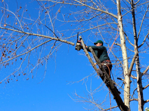 All Seasons Tree Care - Pruning and Trimming