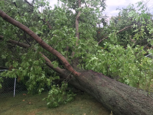 All Seasons Tree Care - Storm Clean Up