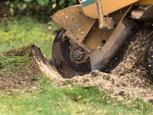 All Seasons Tree Care - Stump Removal