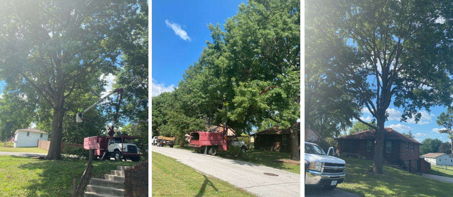 All Seasons Tree Care Kansas City Northland