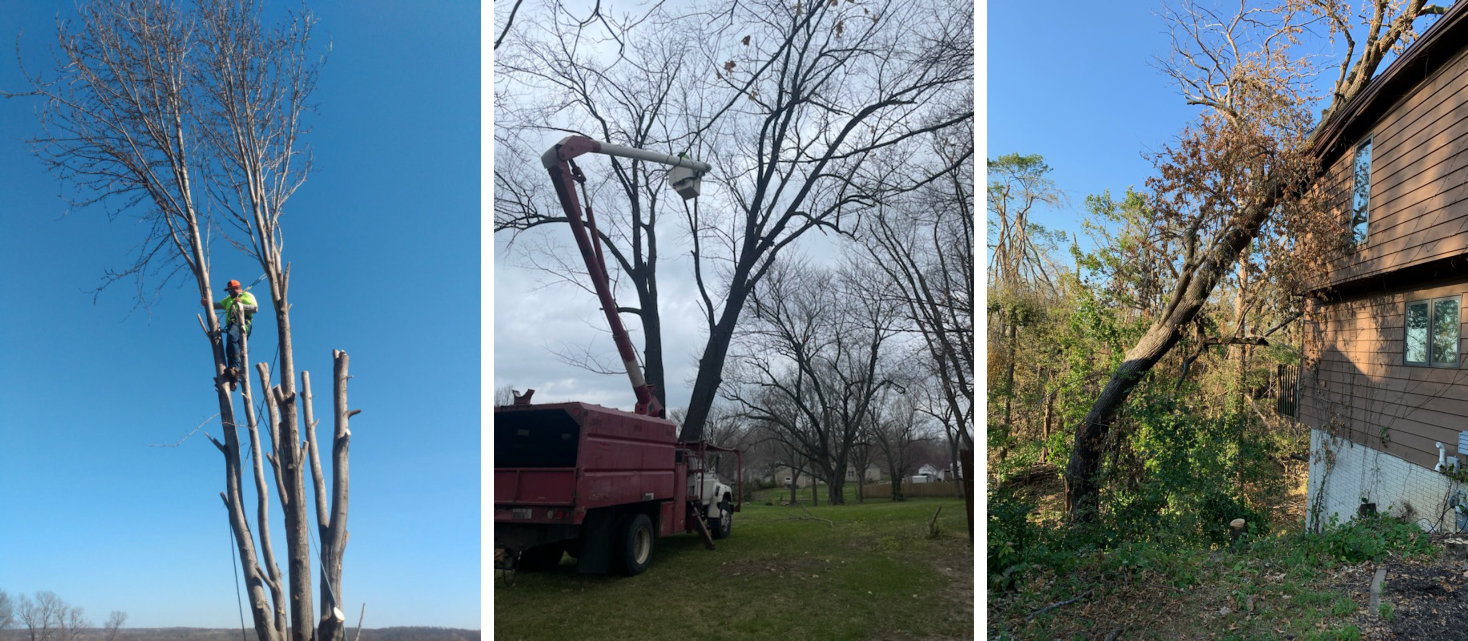 Professional Tree Care Services in Gladstone, Missouri