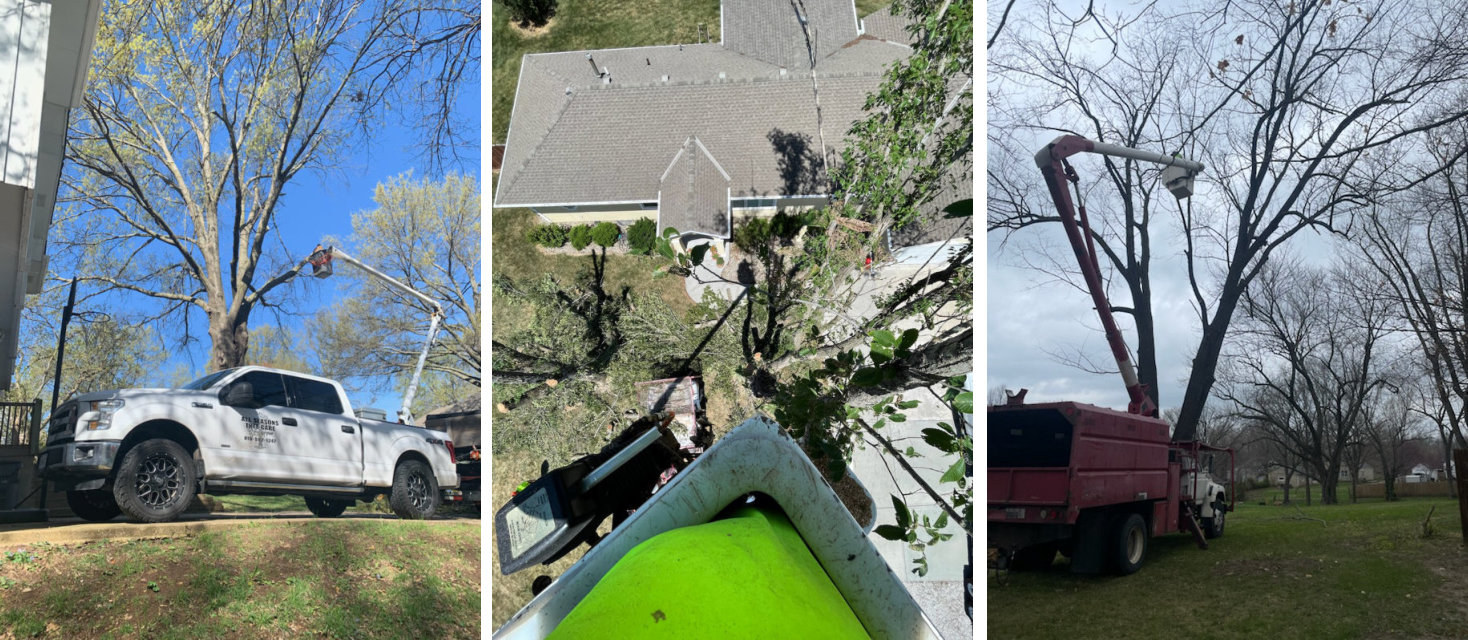 Expert Tree Care Services for Gower, Missouri