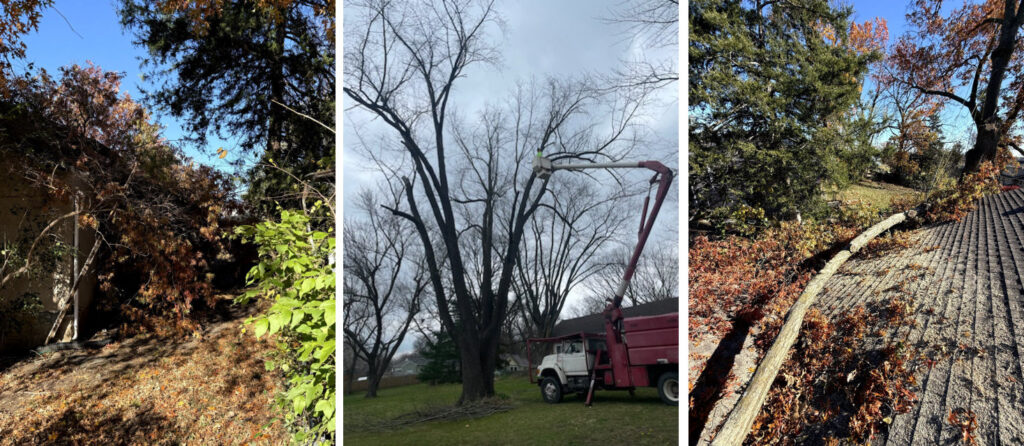 All Season Tree Care The Best Company for Tree Services in Trimble, MO