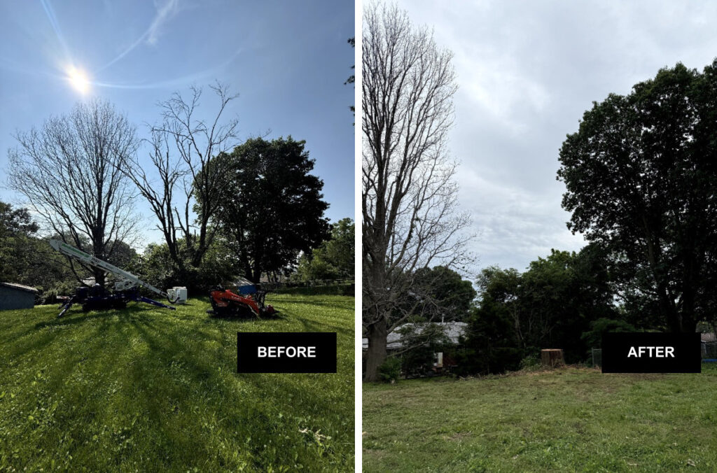 Removing a Large Dead Tree Before and After