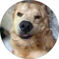 Tanh Avatar